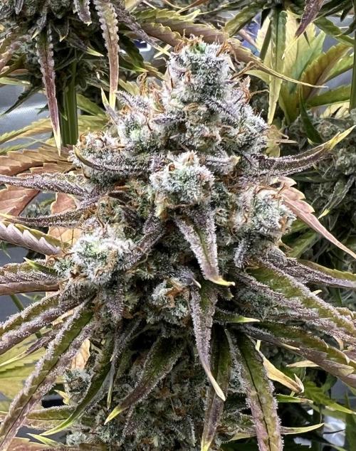 All in the Berries. Week 12