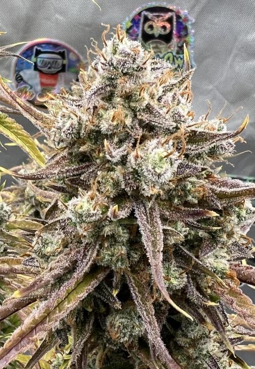 All in the Berries. Week 12