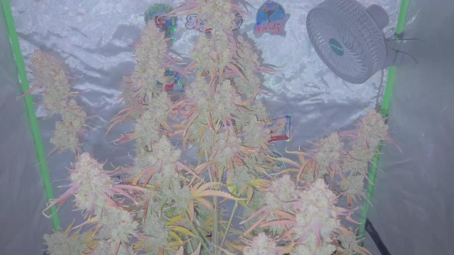 All in the Berries