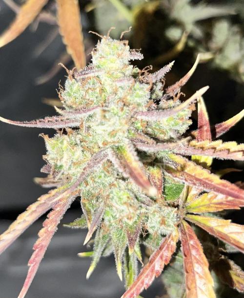 All in the Berries. Week 13