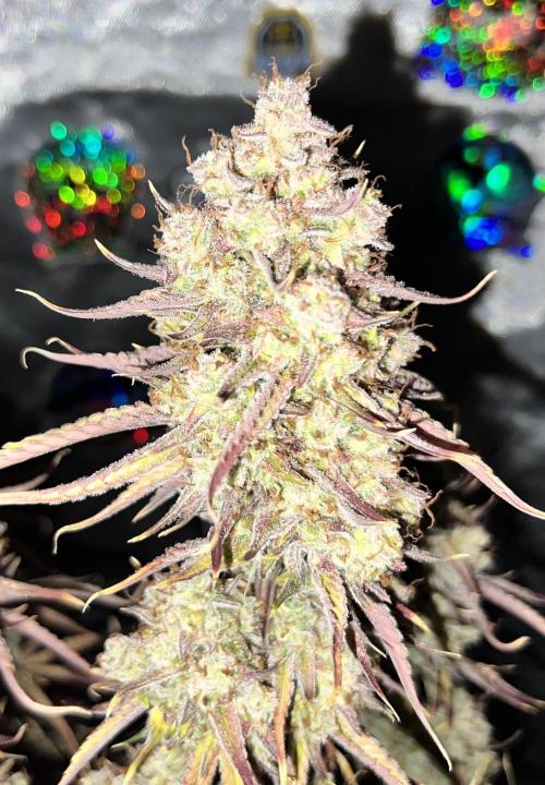 All in the Berries. Week 13