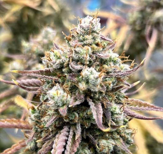 All in the Berries. Week 13