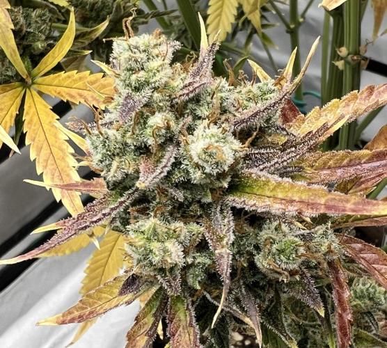 All in the Berries. Week 13