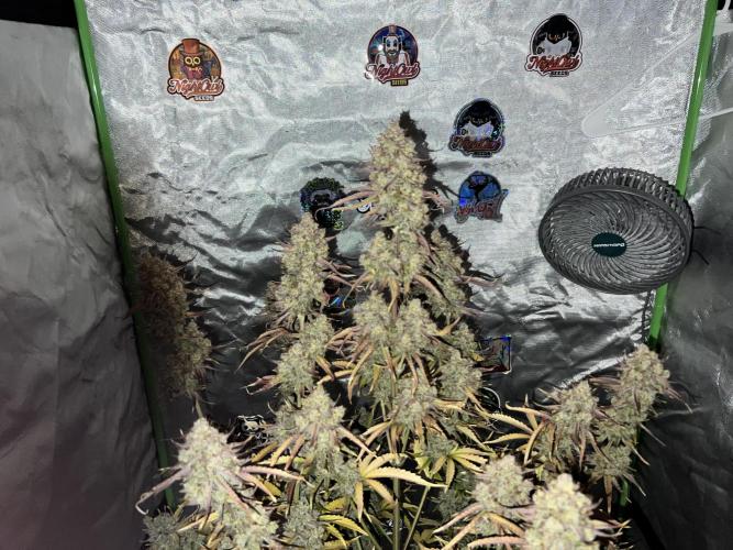 All in the Berries. Week 13