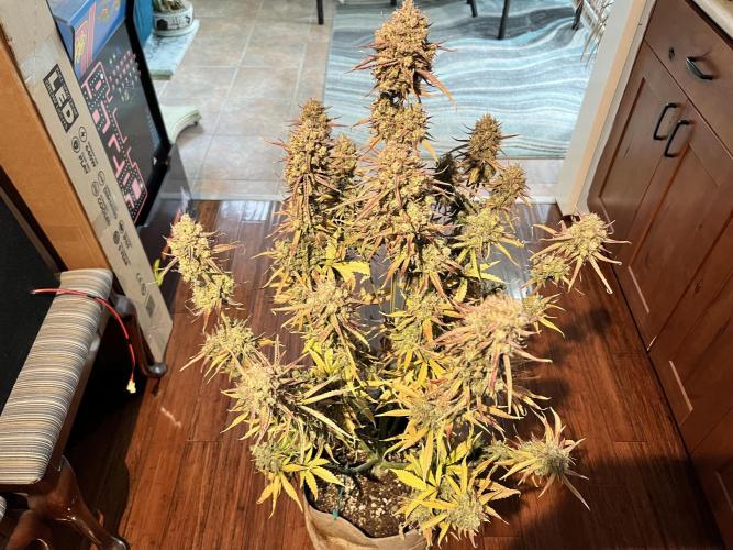 All in the Berries. Week 14 - Mulberry 
Harvest day 94