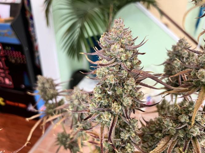 All in the Berries. Week 14 - Harvest day 94