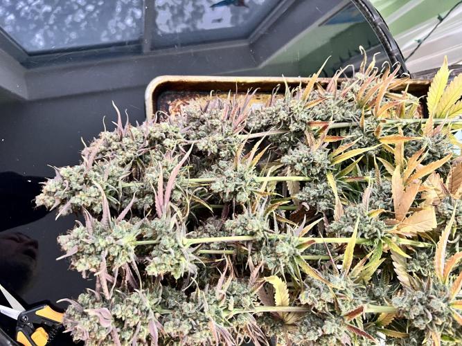 All in the Berries. Week 14