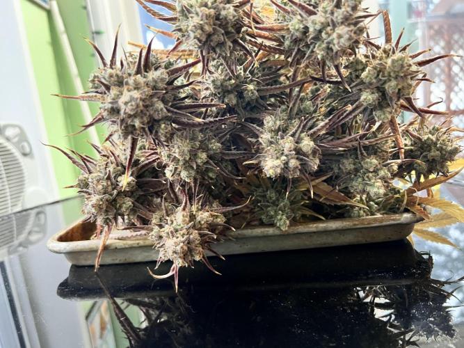 All in the Berries. Week 14