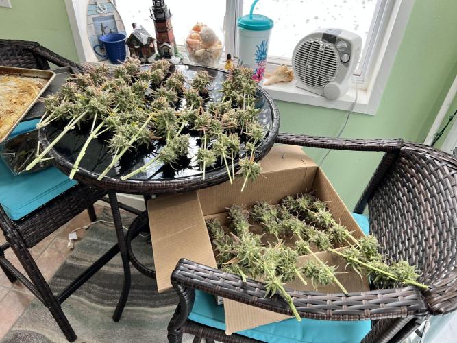 All in the Berries. Week 14