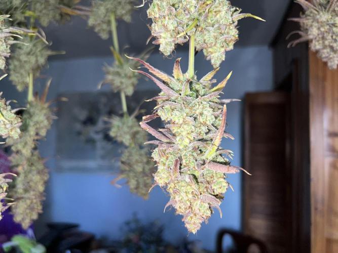 All in the Berries. Week 14