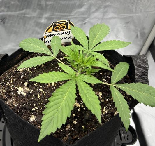 Night Owl Base Camp. Week 2 - MA 
Magicians Alliance 
Day 14