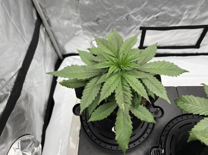Night Owl Base Camp. Week 3 - Purple Strawberry Popecicle 
Day 21