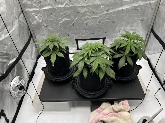 Night Owl Base Camp. Week 3 - The girls 
Day 21