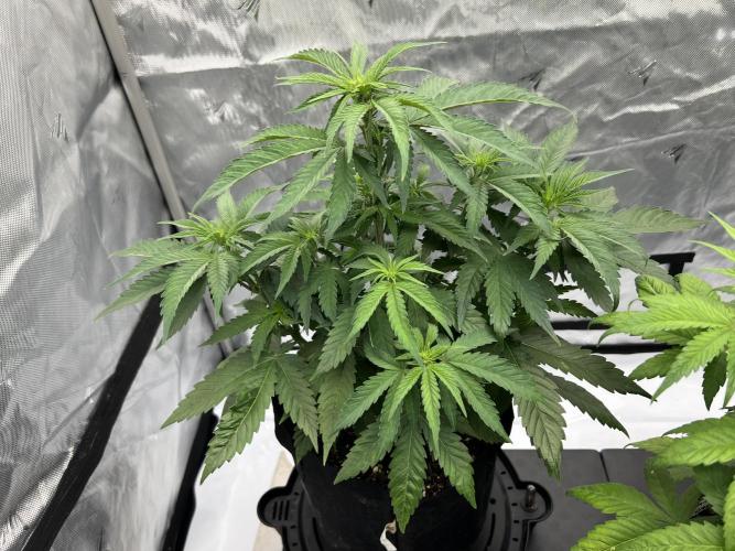 Night Owl Base Camp. Week 5 - Purple Strawberry Popecicle 
Day 35