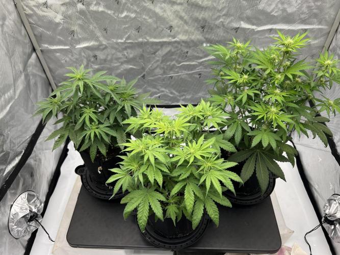 Night Owl Base Camp. Week 5 - The girls
Day 35