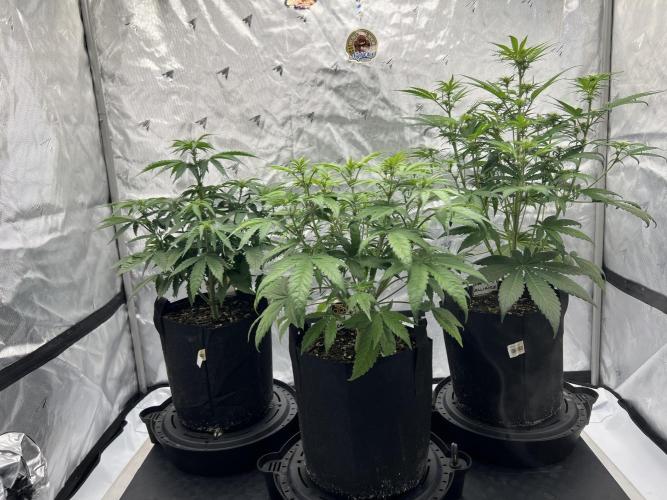 Night Owl Base Camp. Week 5 - The girls 
MA 22 in. Tall
BBS 16 in. Tall
PSP 17 in. Tall