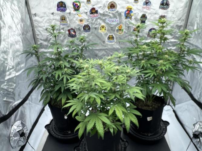 Night Owl Base Camp. Week 6 - The girls 
Day 42