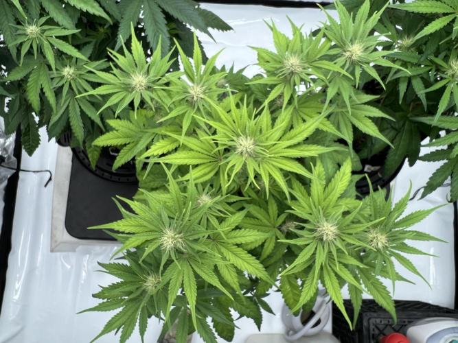 Night Owl Base Camp. Week 6 - BBC
Been playing catch up on this one. Ph or nutes not sure which 