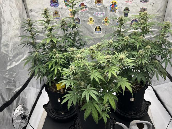 Night Owl Base Camp. Week 7 - The girls 
Day 49