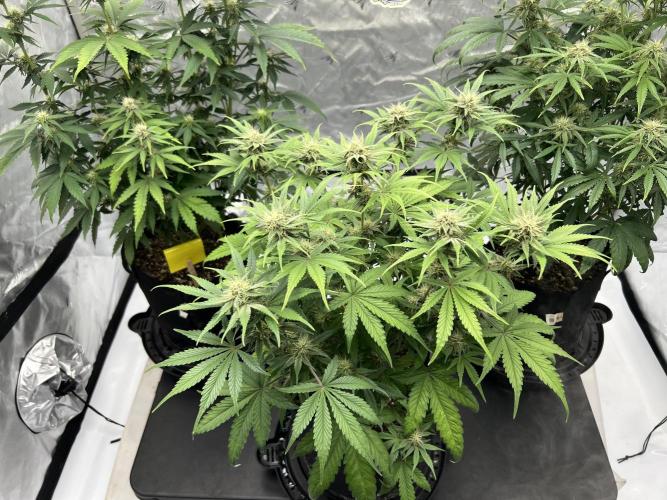 Night Owl Base Camp. Week 7 - Banana Basecamp 
20 inches 