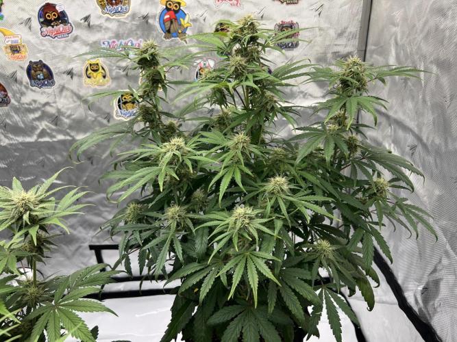 Night Owl Base Camp. Week 7 - Magicians Alliance 
26 inches 