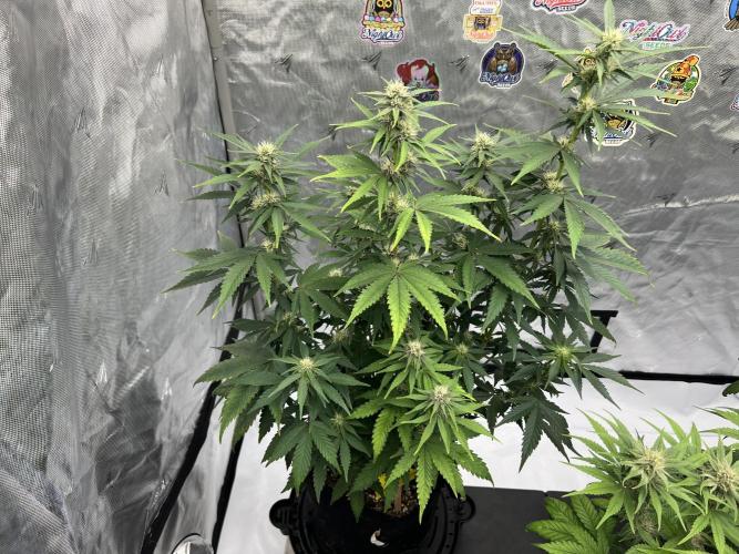 Night Owl Base Camp. Week 7