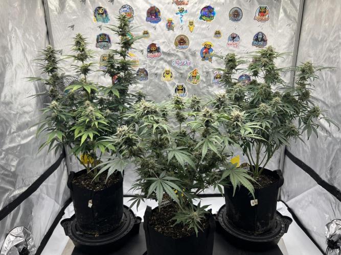 Night Owl Base Camp. Week 8 - The girls 