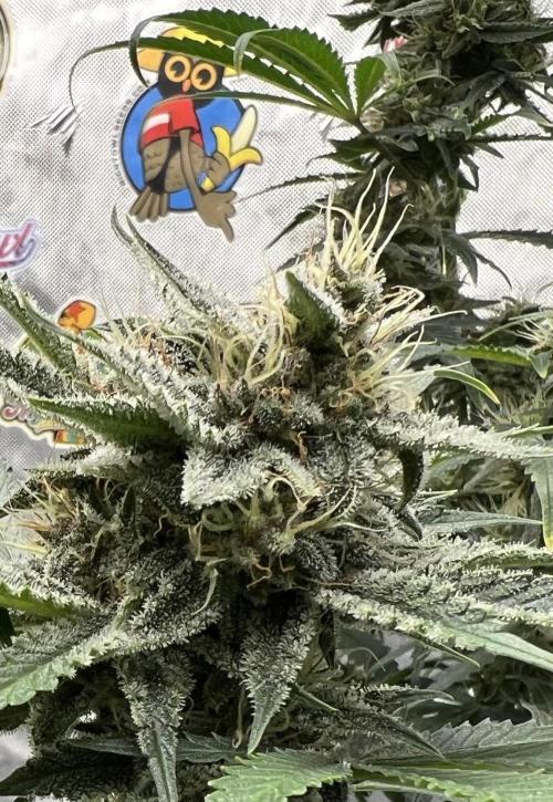 Night Owl Base Camp. Week 8 - Basecamp is super frosty 