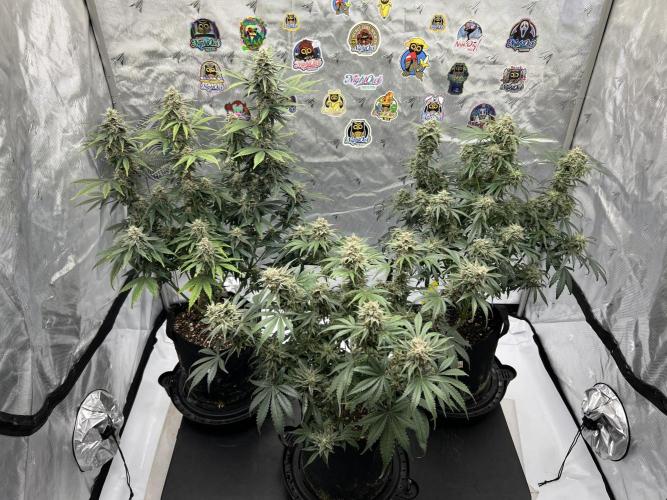 Night Owl Base Camp. Week 9 - The girls 
Day 63