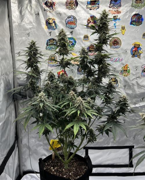Night Owl Base Camp. Week 9 - Purple Strawberry Popecicle 
day 63