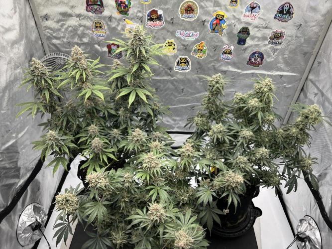 Night Owl Base Camp. Week 10 - The girls. Day 70