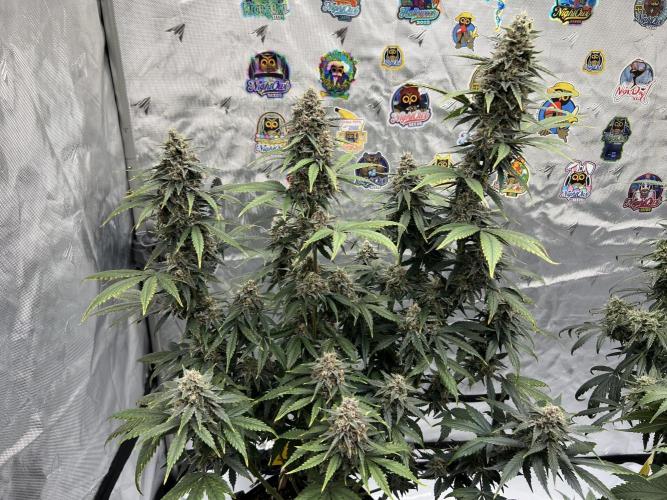 Night Owl Base Camp. Week 10 - Purple Strawberry Popecicle 