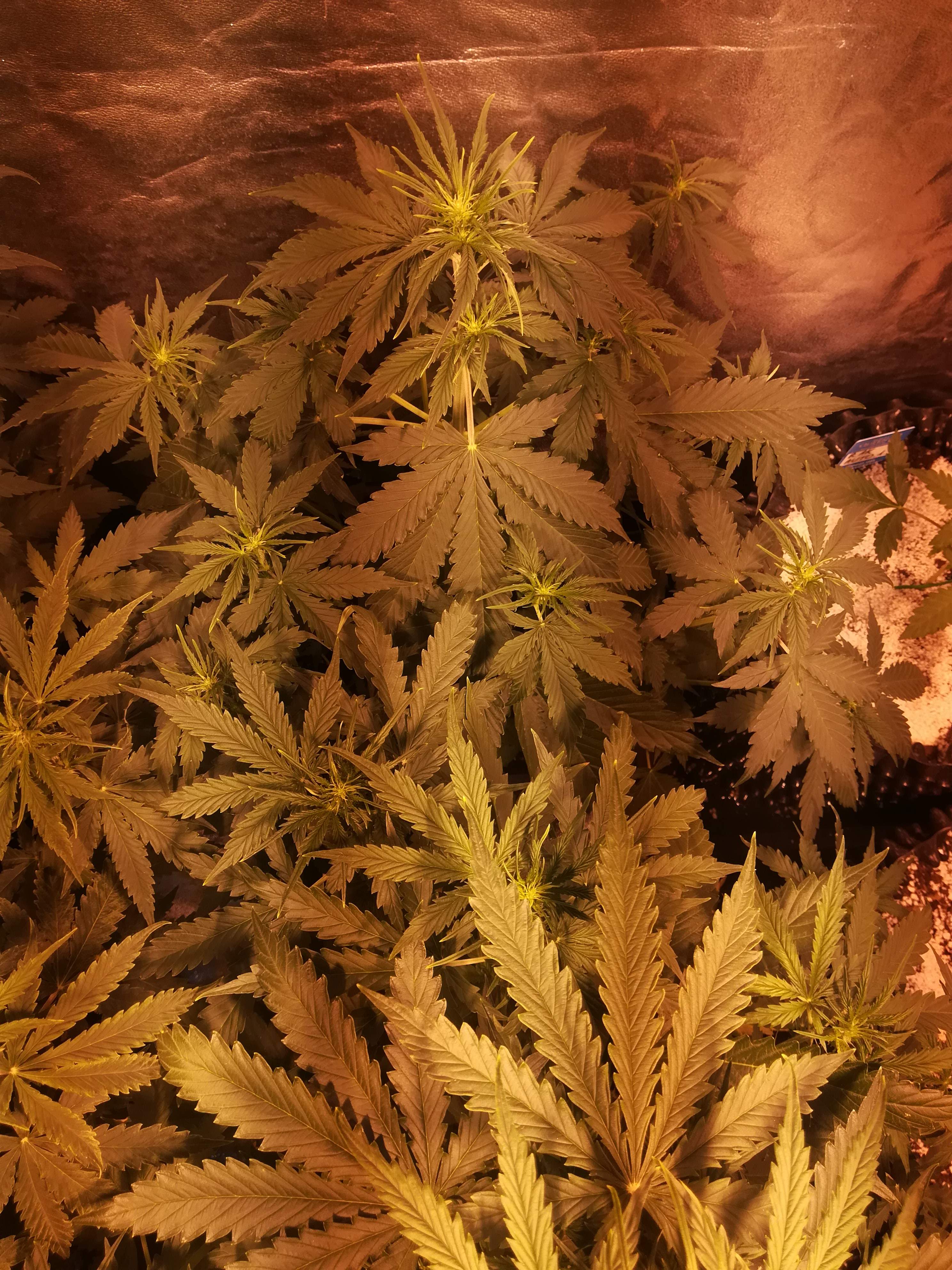 Royal Queen Seeds Royal Critical Automatic grow diary (journal) week6