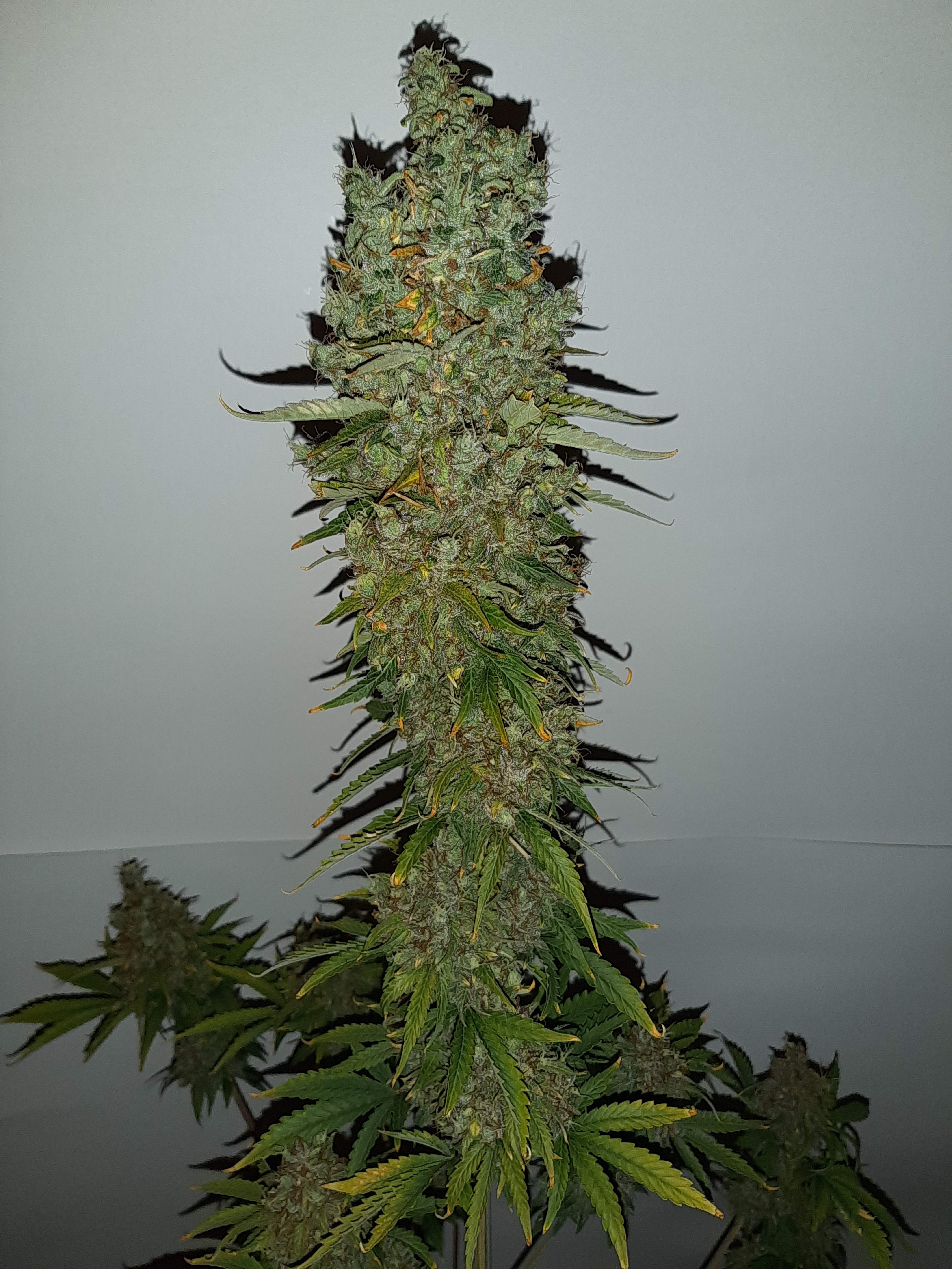 Royal Queen Seeds Royal Cheese Automatic 3 grow diary (journal) week14