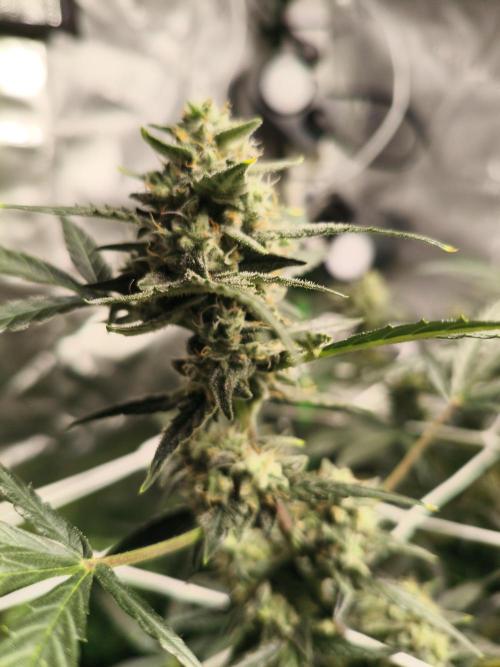 Super Crasher Wedding. Week 11