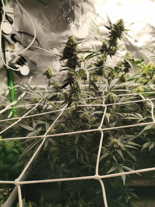 Super Crasher Wedding. Week 11 - 06.11.2025