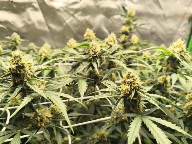 Marilyn's Best Friend. Week 11 - 06.11.2025