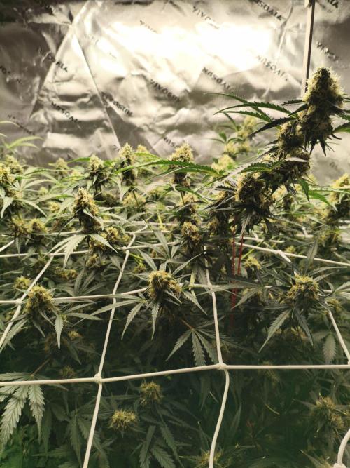 Marilyn's Best Friend. Week 11