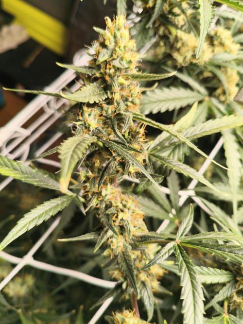 Walter White Truffle. Week 11