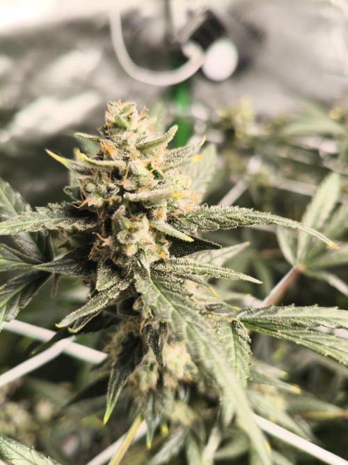 Super Crasher Wedding. Week 11 - 12.11.2025