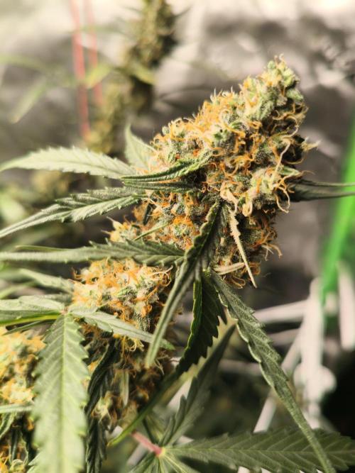 Marilyn's Best Friend. Week 12 - 13.11.2025