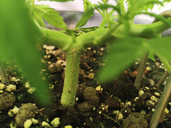 Marilyn's Best Friend. Week 13 - detail from 
self-topping