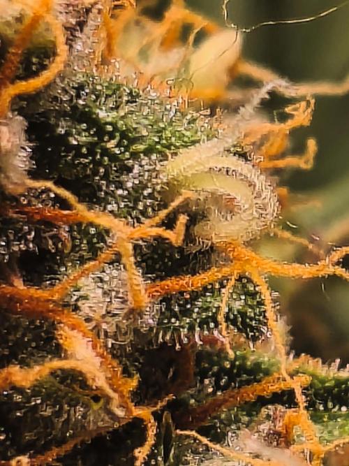 Marilyn's Best Friend. Week 13