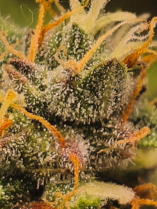 Marilyn's Best Friend. Week 13 - 14.11.2025