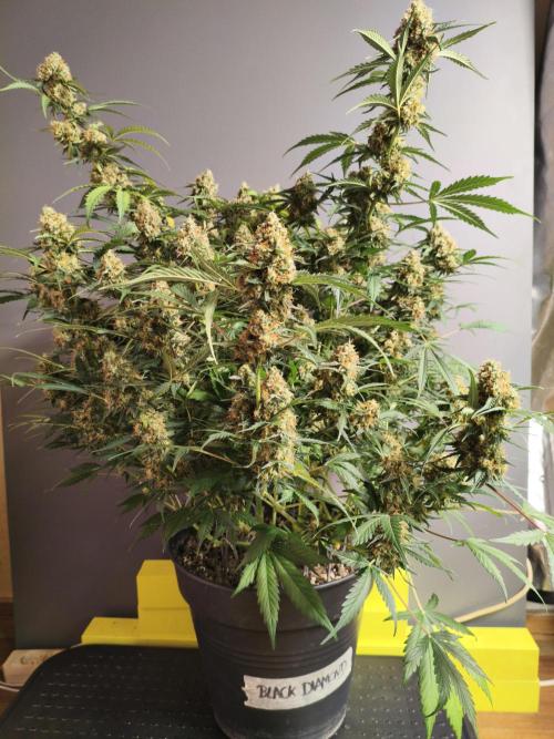 Marilyn's Best Friend. Week 13 - last pic 15.11.2025