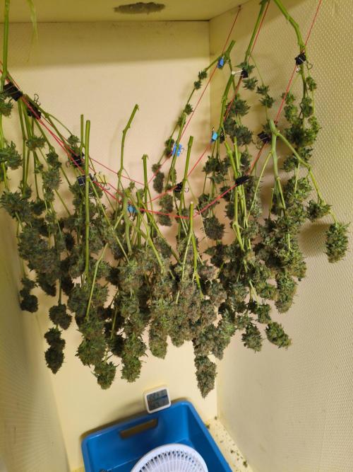 Marilyn's Best Friend. Week 13