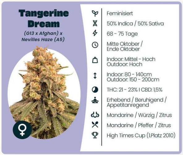 Tangerine Deam. Week 0