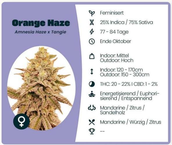 Orange Haze. Week 0