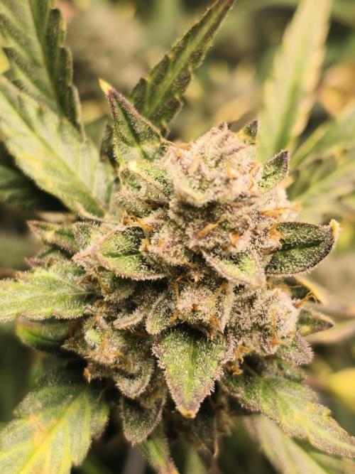 Walter White Truffle. Week 12 - 19.11.2025