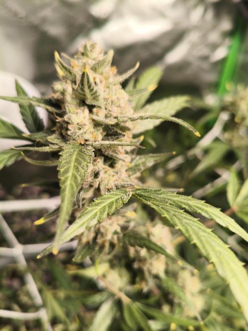 Walter White Truffle. Week 12